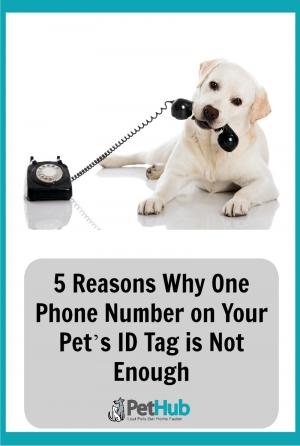 White lab using old dial up phone with text '5 reasons why one phone number on your pet's id tag is not enough'